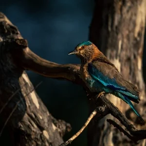 Bandhavgarh Bird Watching Tour Thumbnail