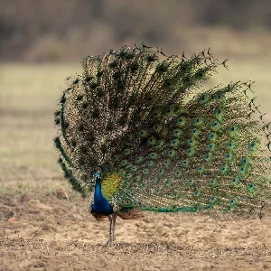 Bandhavgarh Peacock Wildlife Thumbnail