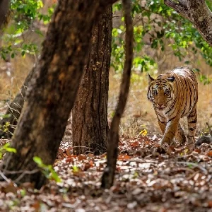 Bandhavgarh Tiger Safari Thumbnail