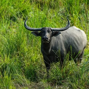 Thumbnail of wild buffalo in Kaziranga