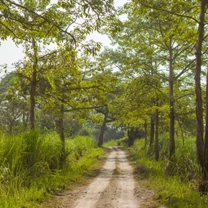 Thumbnail of forest in Kaziranga National Park