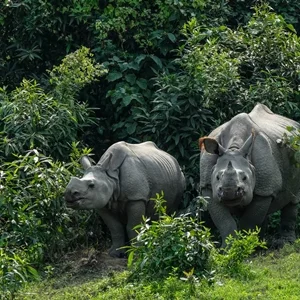 Thumbnail of aerial view of Kaziranga National Park
