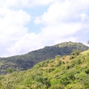 Gir forest landscape thumbnail