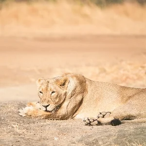  Asiatic Lion thumbnail
