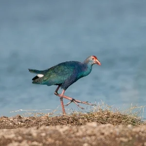 Birds at Jamnagar Birdland Sanctuary Thumbnail