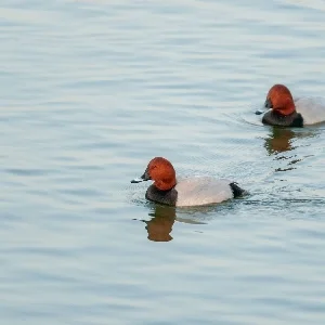 Wildlife at Jamnagar Bird Sanctuary Thumbnail