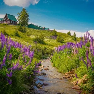 Thumbnail - Flower meadow in Gulmarg