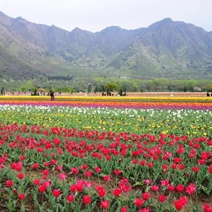 Thumbnail - Flower garden in Srinagar
