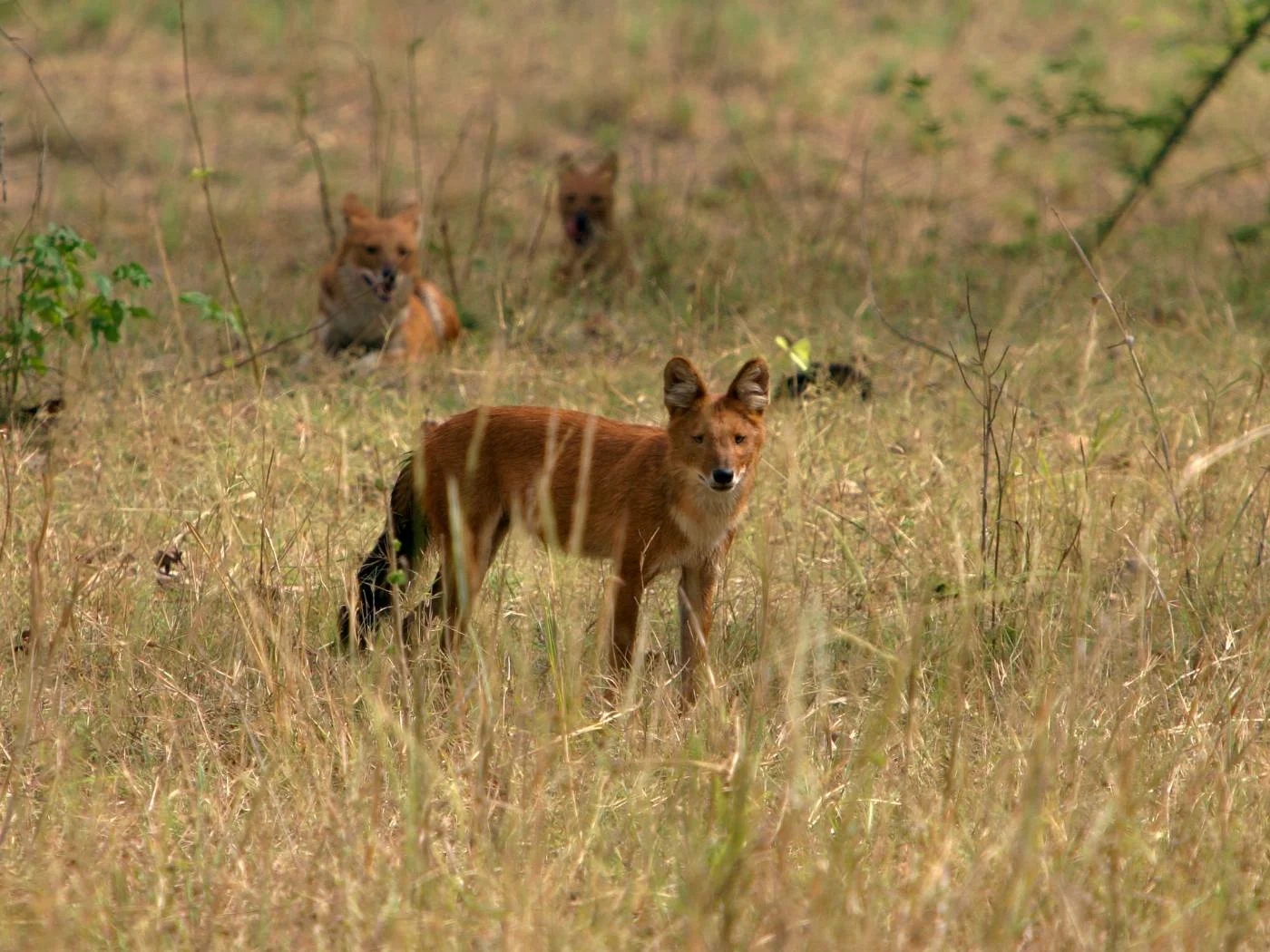 Sacred River Ghat in Ujjain Madhya Pradesh