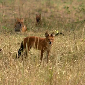 Ujjain River Ghat Thumbnail