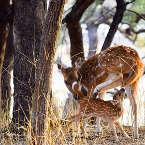 Ranthambore National Park safari Rajasthan trip