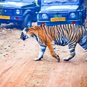 Ranthambore tiger safari Rajasthan
