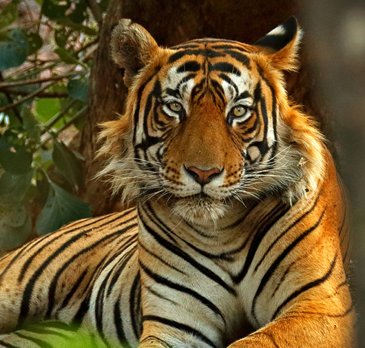 ranthambore national park tour packages