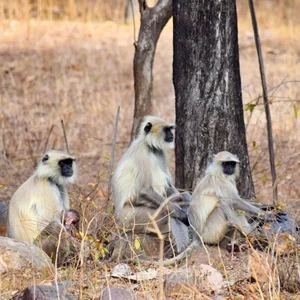 Jaisalmer desert safari Rajasthan travel packages