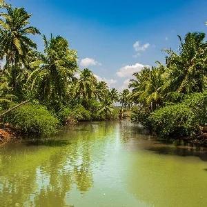 Thumbnail of lush forest area in Kanyakumari