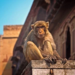 Thumbnail - Spiritual journey in Vrindavan