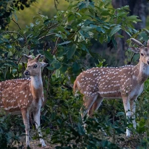 Thumbnail - Deer in Jim Corbett National Park