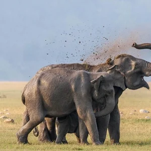 Thumbnail - Elephant in Jim Corbett forest