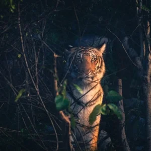 Thumbnail - Lion in Jim Corbett National Park