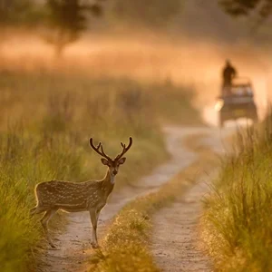 Thumbnail - Jim Corbett National Park landscape