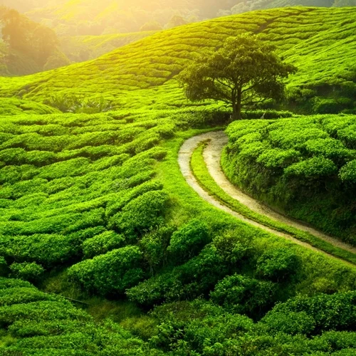 Darjeeling Himalayan Railway and Tiger Hill Sunrise